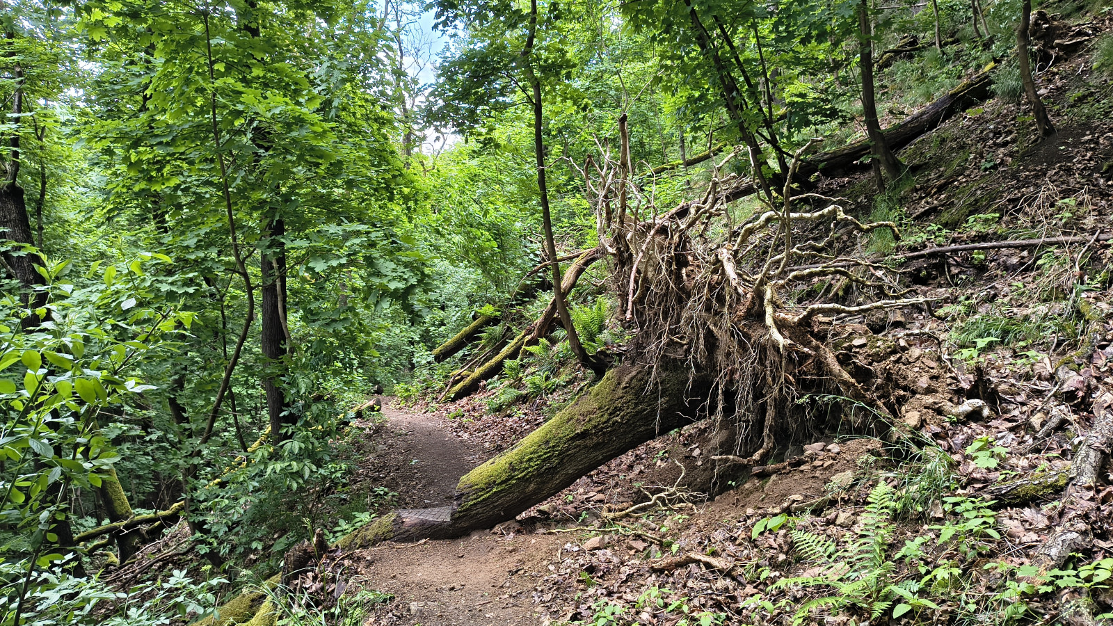 IMG_20250518_125357942_HDR