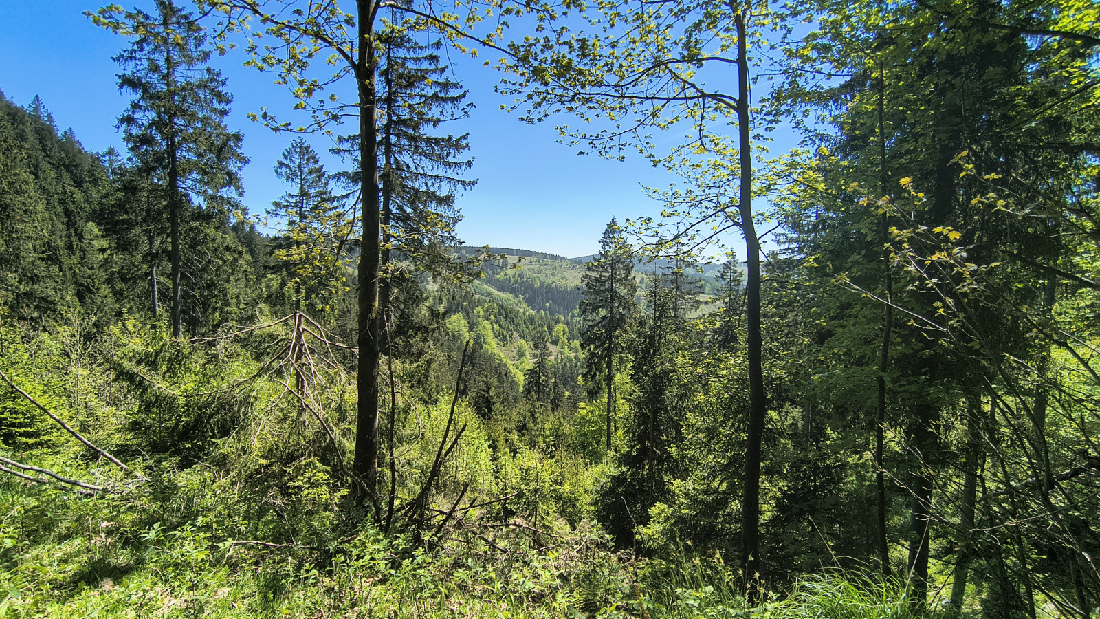 IMG_20250512_131748708_HDR